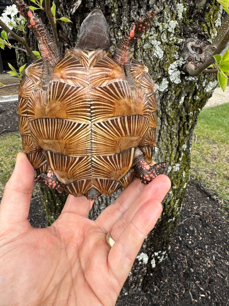 Spiny Hill Turtles For Sale | American Reptile Distributors