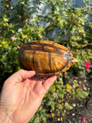 Hypo Yellow Scorpion Mud Turtle Adult Pair