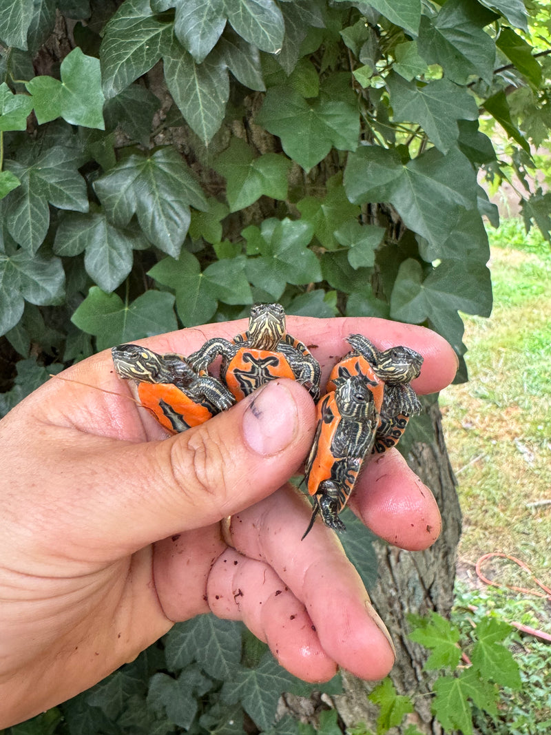 Western Painted Turtle Baby (Chrysemys picta)