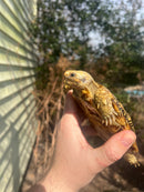 HI White Pancake Tortoise Adult Female
