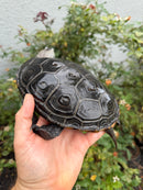 Adult Mississippi Diamondback Terrapin Female