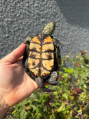 Franco-Italian Pond Turtle Adult Male