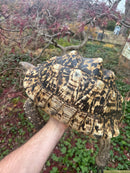 South African Giant Leopard Tortoise Adult Female
