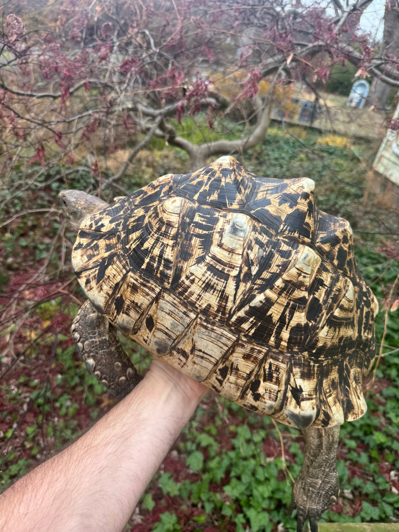 South African Giant Leopard Tortoise Adult Female