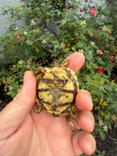 Pancake Tortoise Baby 2026