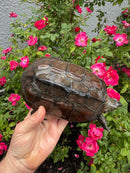Reeves Turtles Adult Female