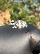 Amazon Milk Frog (Trachycephalus resinifictrix)