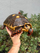 Red Foot Tortoise Adult Female
