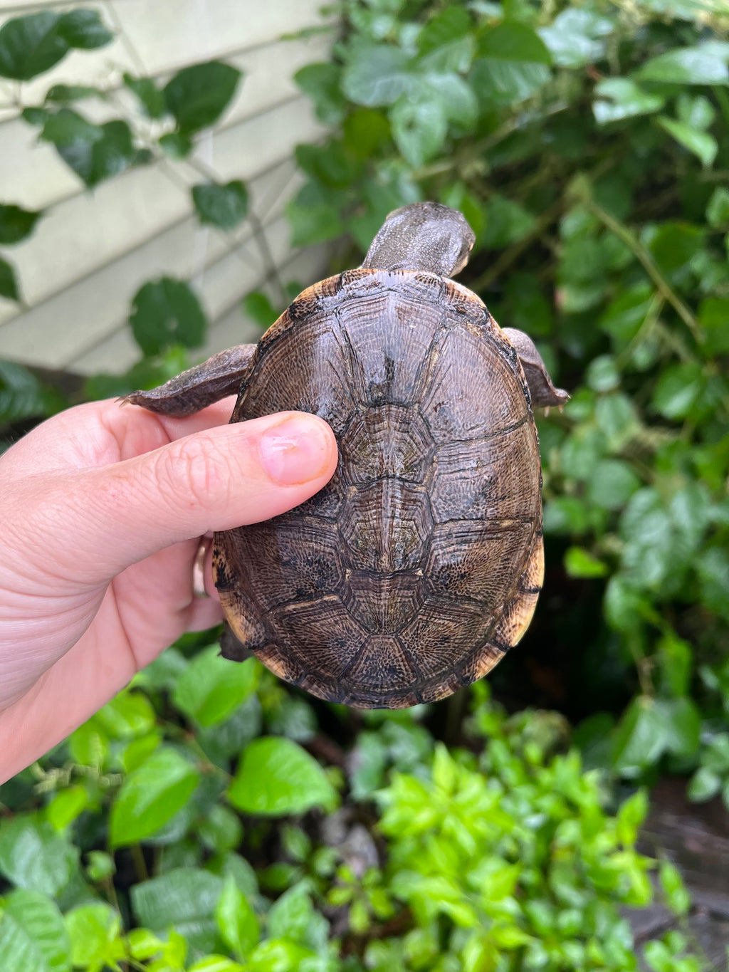 Adanson's Mud Turtles For Sale | American Reptile Distributors