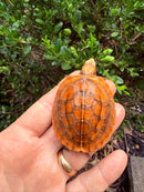 Bourret's Flowerback Box Turtle 2026