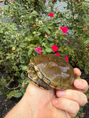 Yellow Mud Turtle Adult Pair