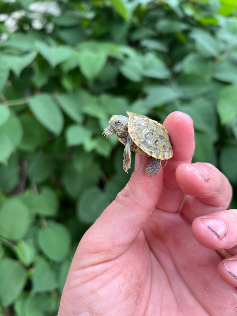 Pastel Clown Red Eared Slider Turtle 2024