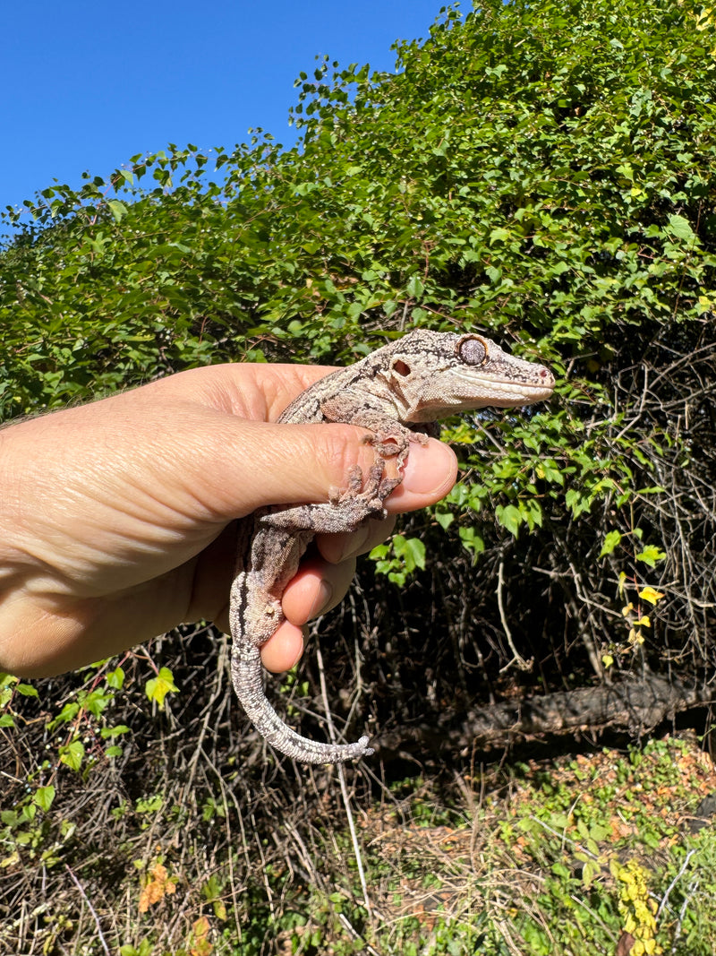 Gargoyle Gecko Adult Male