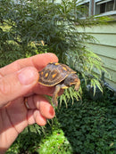 Hi Color Orange Baby Eastern Box Turtle