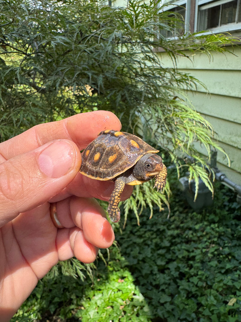 Hi Color Orange Baby Eastern Box Turtle