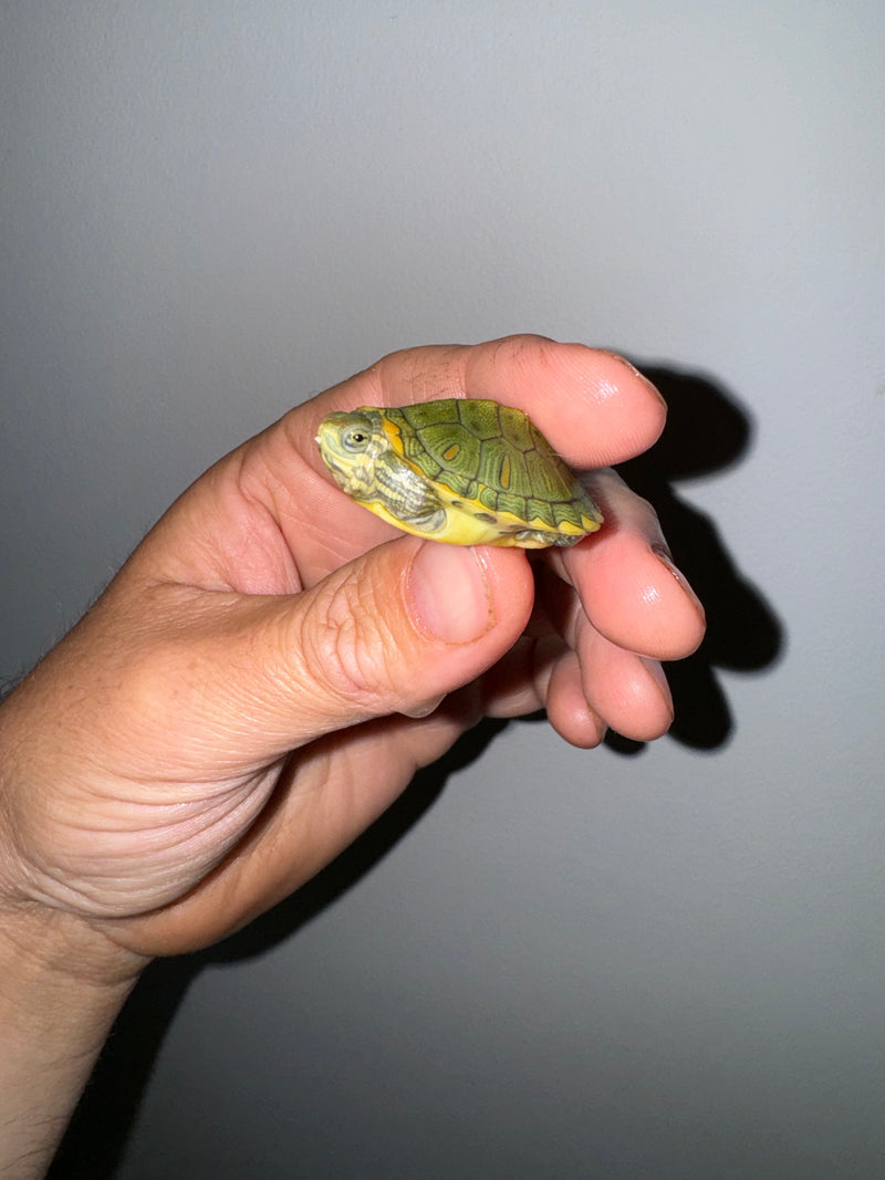 Genetic Pastel Red Eared Slider Turtle 2024