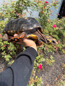 Red Foot Tortoise Adult Male
