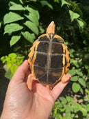 Golden Coin Box Turtle Adult Female (Cuora trifasciata )