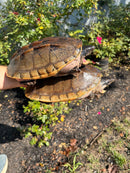 Mexican Giant Musk XXL Adult Pair