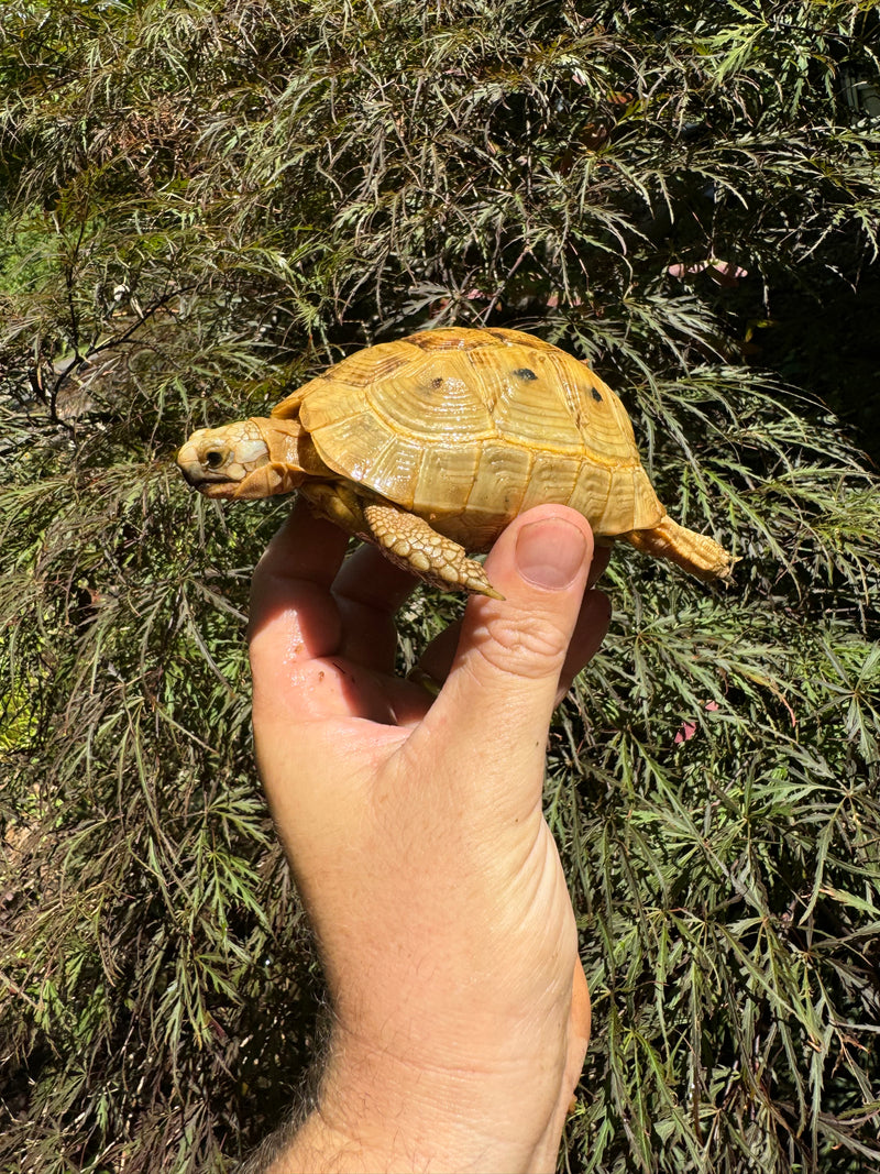 Syrian Golden Greek Tortoise Pair