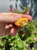 Albino Yellow Bellied Slider Turtle Female