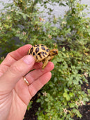 Burmese Star Tortoise 2026