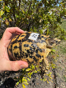 Libyan Greek Tortoise Adult Female