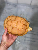 Albino Red-Eared Slider Adult Female