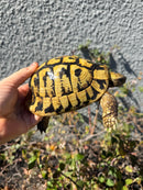 Eastern Hermann's Tortoise Adult Male