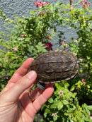 Balkan Pond Turtle Adult Male