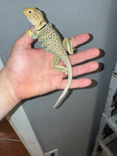 Aquaflame Blue Eastern Collared Lizard Adults (Crotaphytus collaris)