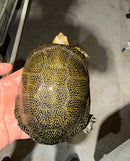 Sicilian Pond Turtle Adult Pair