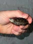 Concentric X Northern  Diamondback Terrapin 2023 Cross