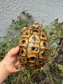 Mesopotamian Greek Tortoise Adult Male