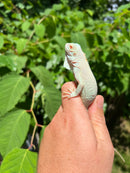 Snow Green Iguana 2024