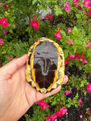 Twist-necked Turtle LTC Female