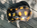 Suriname Red Foot Tortoise Adult Male