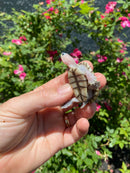 Ornate Diamondback Terrapin Female