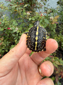 HI YELLOW Florida Box Turtle