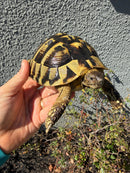 Eastern Hermann's Tortoise Adult Male