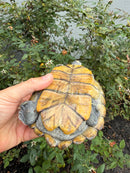 Northern Diamondback Terrapin Adult Female