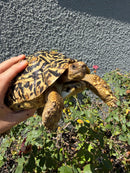 Leopard Tortoise Sub Adult Male
