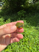 Orange Flame Baby Florida Red Bellied Turtle 2025