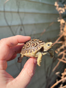 Leopard Tortoise 2024