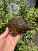 Red Cheeked Mud Turtle Adult Trio