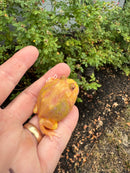 Mutant  Pacman Frog