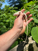 Snow Green Iguana 2024