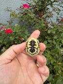 HI YELLOW Florida Box Turtle