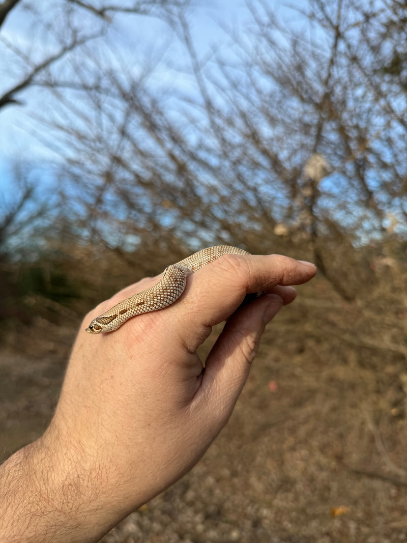 Superconda Western Hognose Snake Female