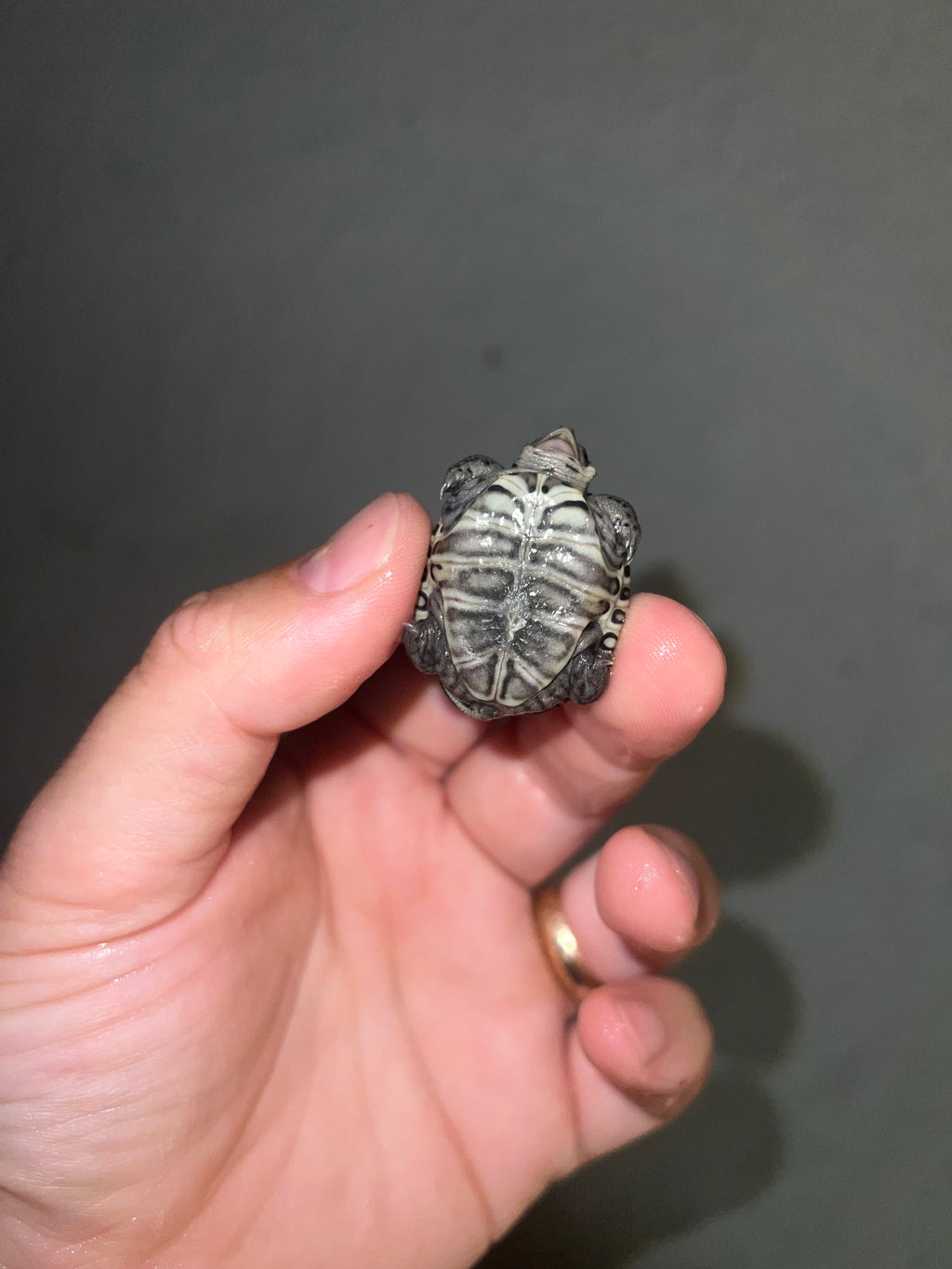 Concentric Diamondback Terrapin (malaclemys Terrapin) For Sale 